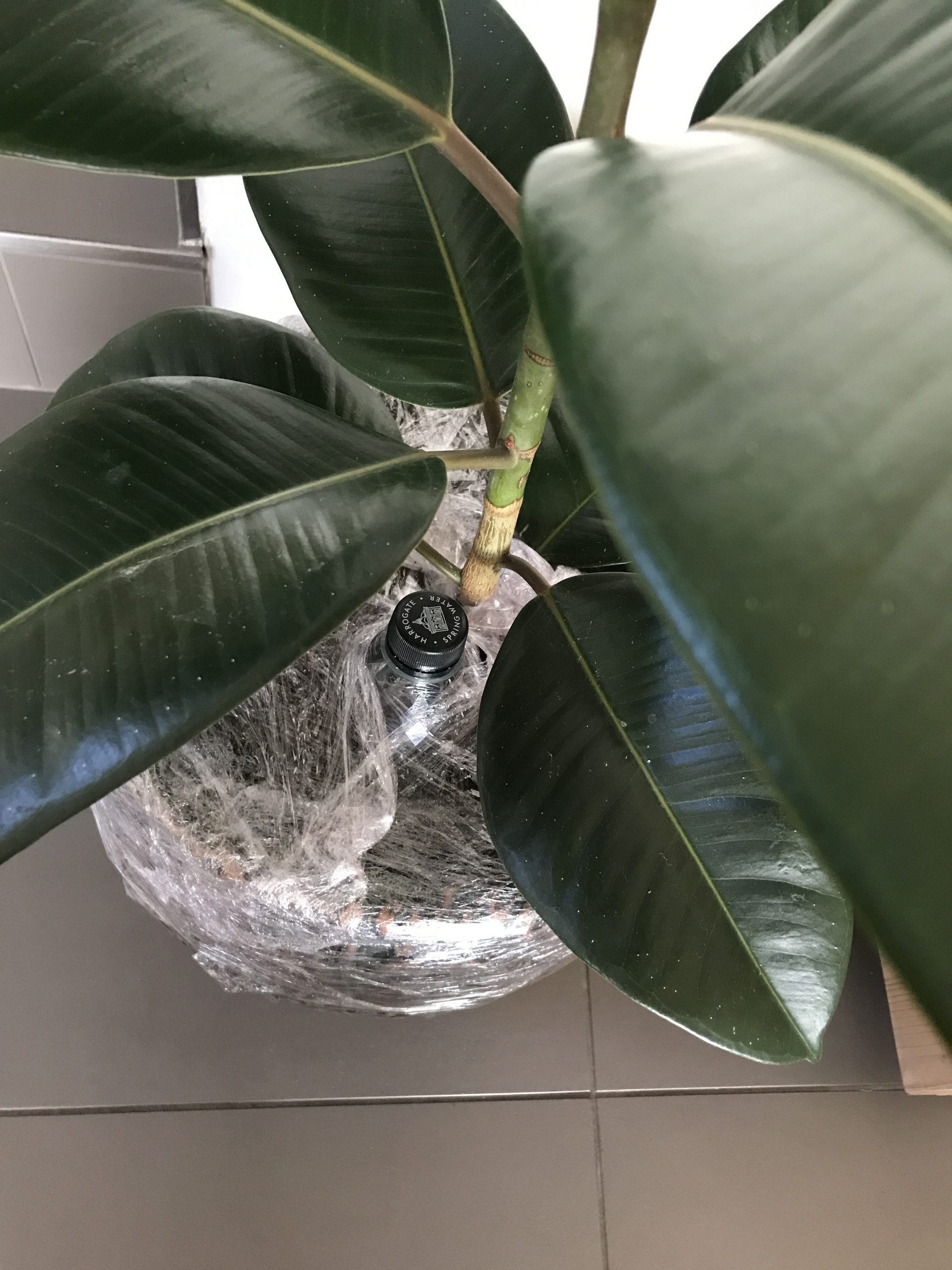 Kamerplant Ficus Elastica (Rubberboom) met huishoudfolie ingepakt ter bestrijding van de rouwvarenmug. 