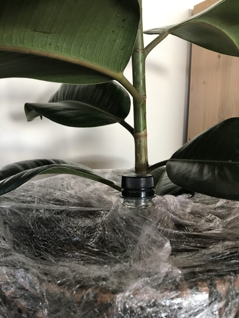 Kamerplant Ficus Elastica (Rubberboom) met huishoudfolie ingepakt ter bestrijding van de rouwvlieg. 