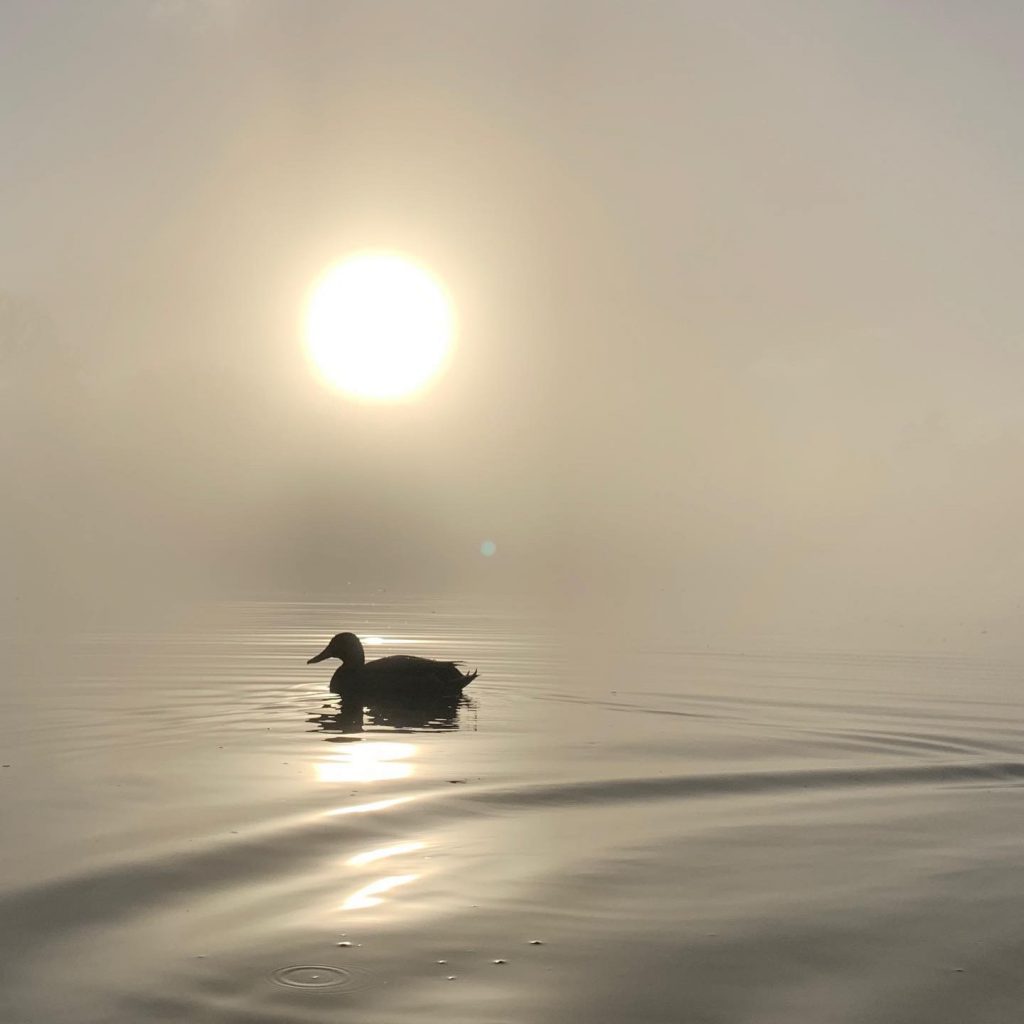 Eend in met mist bedekte vijver bij het Sint Hubertus jachthuis op de Veluwe